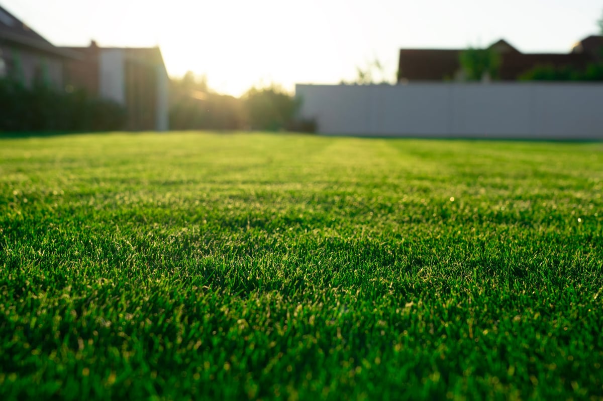 Lush landscaped garden with manicured lawn